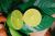 Seedless Lemon