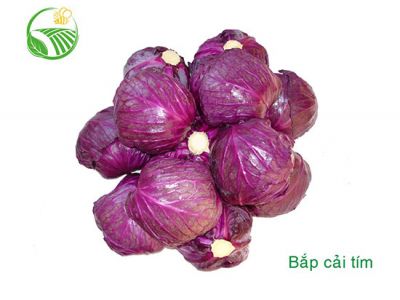 Purple Cabbage