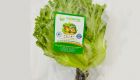Xà Lách Thủy Tinh Thủy Canh