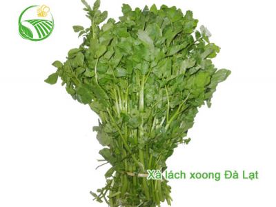 Xà Lách Xoong Đà Lạt