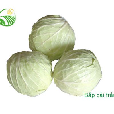 Bắp Cải Trắng