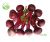 Beet Root