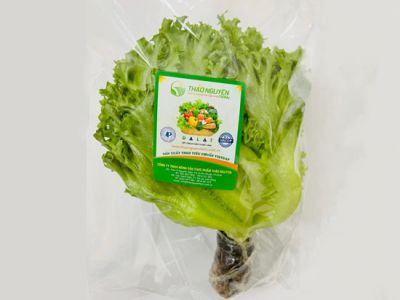 Hydroponic Glass Lettuce