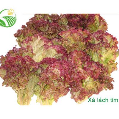 Xà Lách Tím