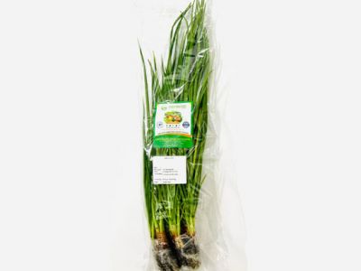 Hydroponic Green Onion