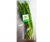 Coriander