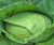 Da Lat Cabbage