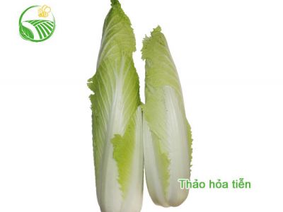 Cải Thảo Hỏa Tiễn