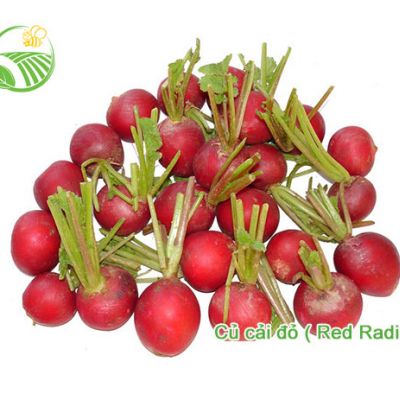 Củ Cải Đỏ