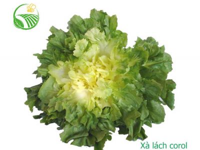 Escarole