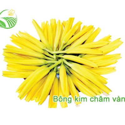 Bông Kim Châm Vàng