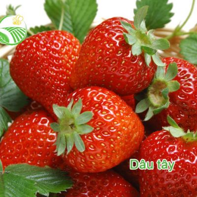 Dâu Tây Đà Lạt