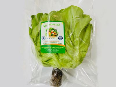 Hydroponic Fat Lettuce
