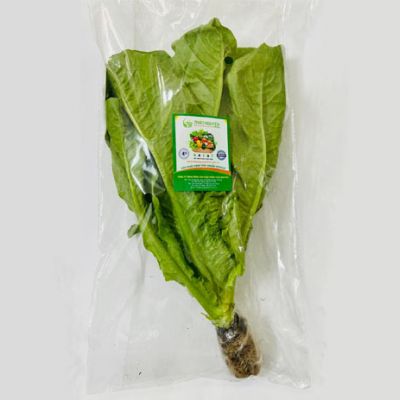 Xà Lách Romain Thủy Canh