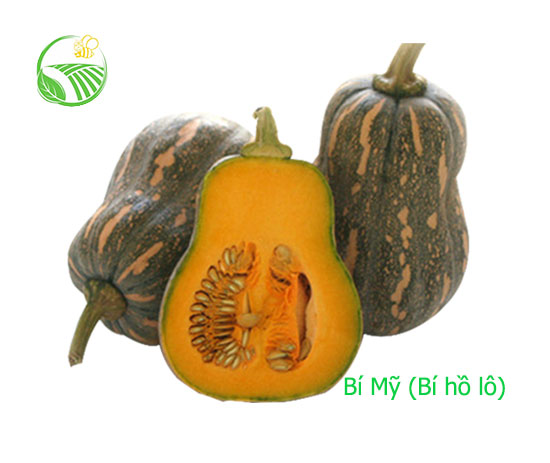 Bí Mỹ - Bí Hồ Lô
