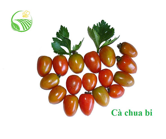 Cà Chua Bi