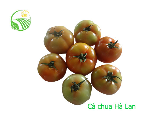 Cà Chua Hà Lan