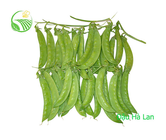 Đậu Hà Lan