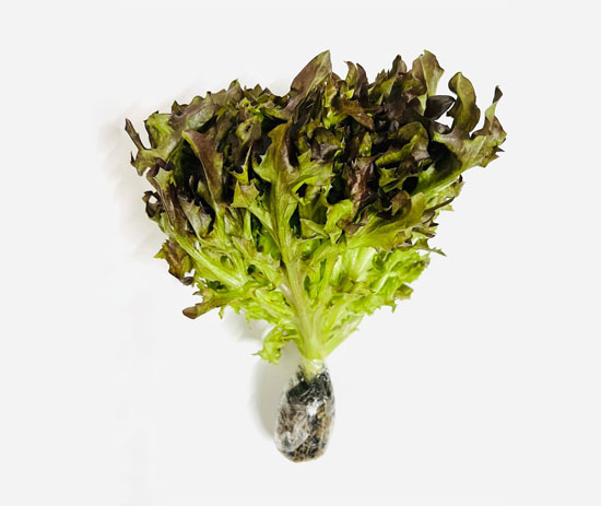 Xà Lách Frisee Đỏ Thủy Canh