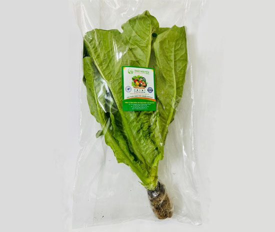 Xà Lách Romain Thủy Canh